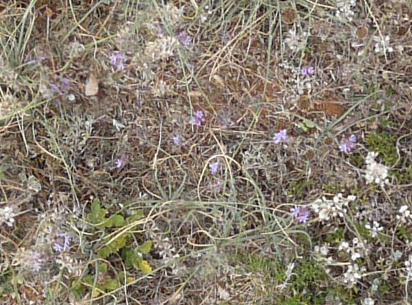 Green grass texture growing in patches among a netting of dried white weeds and small purple flowers that covers the ground. A few white stones are visible in the weeds.